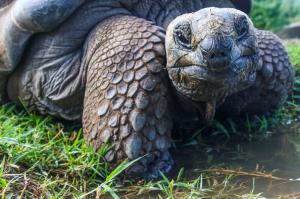 Ecuador | Galapagos - Naturfotografie zwischen Vulkanen und Riesenschildkröten Ecuador | Galapagos - Naturfotografie zwischen Vulkanen und Riesenschildkröten